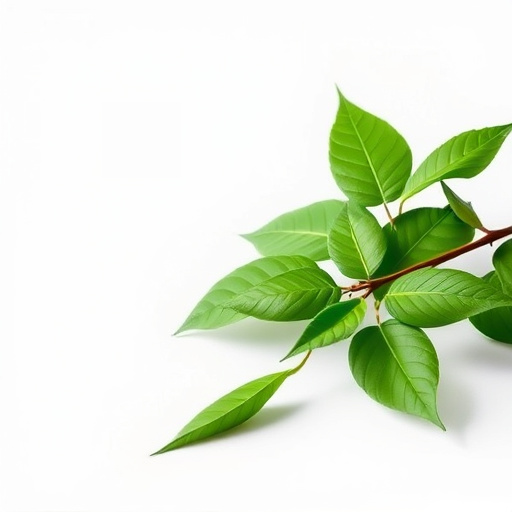 Comprehensive Green Vein Kratom Guide: Benefits and Expert Insights