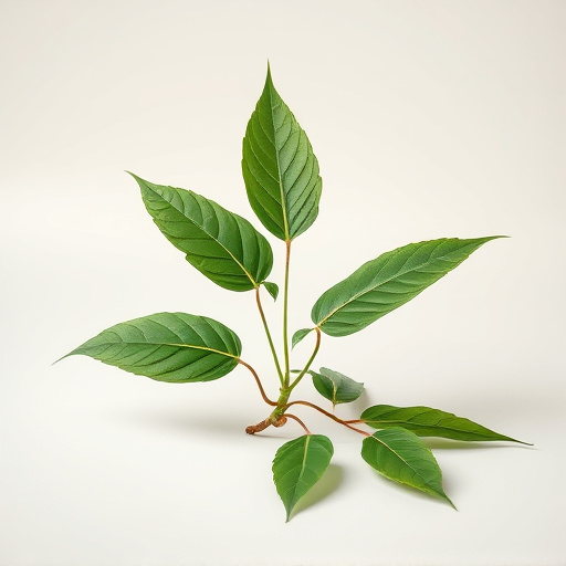 Avoiding Kratom Scams: Your Comprehensive Guide to Safety