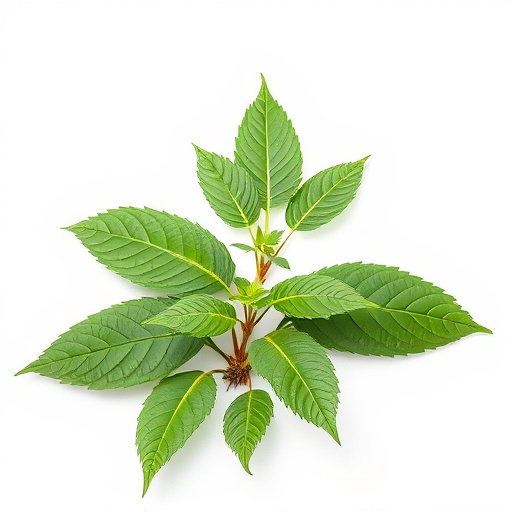 Avoiding Kratom Scams: Your Comprehensive Guide to Safety