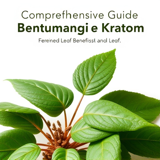 Comprehensive Guide to Bentuangie Kratom Fermented Leaf Benefits and Usage