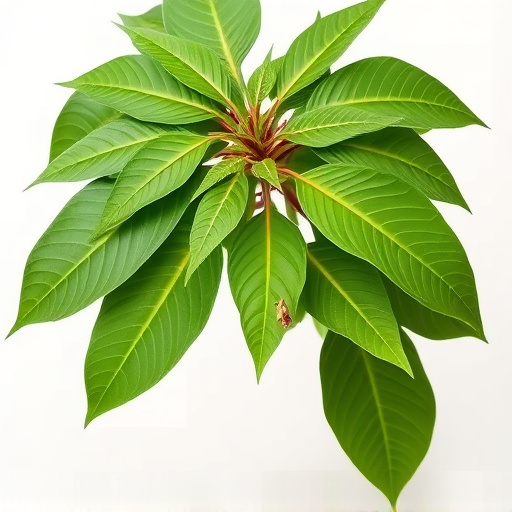 Comprehensive Indo Kratom Guide: Review Strains, Safety & Quality