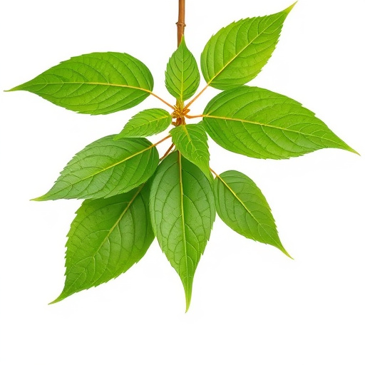 Unveiling Enhanced Kratom: Benefits, Usage, and Expert Guidance
