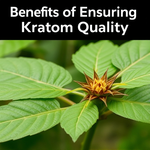 kratom powder