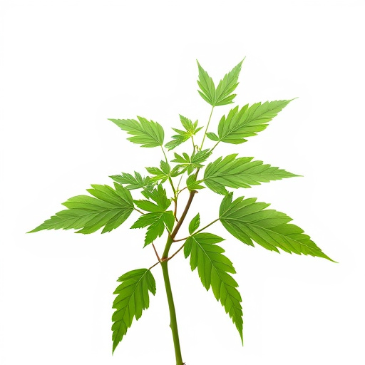 Uncover Kratom Freshness: Comprehensive Test Guide for Quality