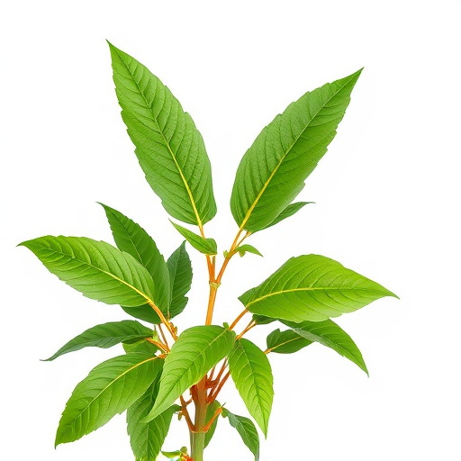 Unveiling Kratom Quality: Freshness Test Mastery for Informed Users