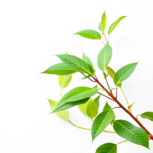 Unveiling Kratom’s Historical Journey in Southeast Asia