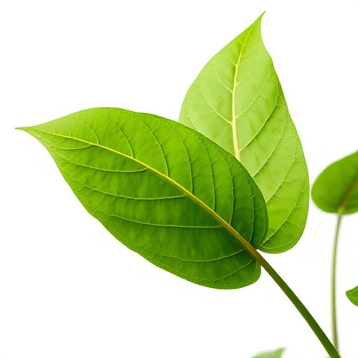 Mastering Kratom Leaf Maturity and Unlocking Ultimate Potency