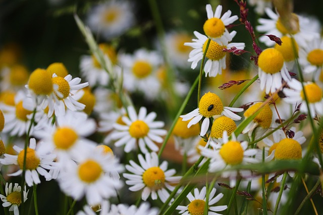 Discover Nature’s Adaptogens: Comprehensive List & Benefits