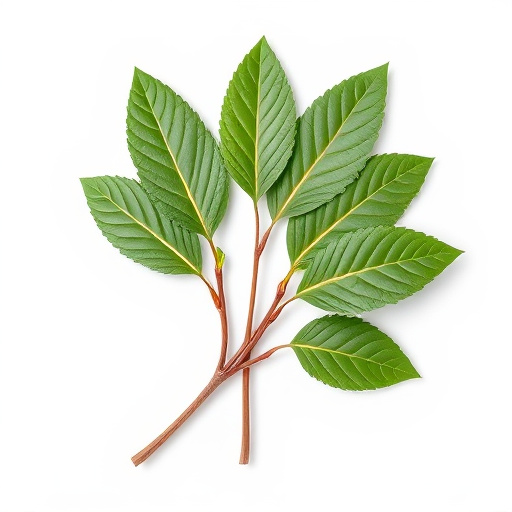 Unleash Healing Powers of Sakae Naa Thai Herb