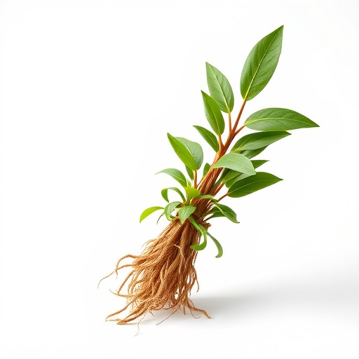 Sakae Naa Thai Herb: Cultivation, Benefits, and Culinary Magic