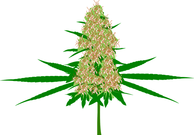 Sakae Naa Thai Herb: Cultivation to Culinary Secrets Unveiled