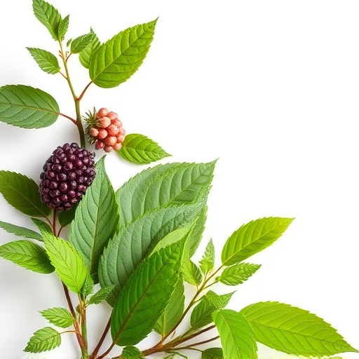 Unveiling Nature’s Power: Whole Herb vs Extract Debate