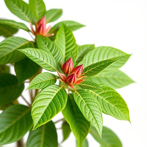 Comprehensive Guide: Rubiaceae Plants, Kratom Benefits, Expert Tips