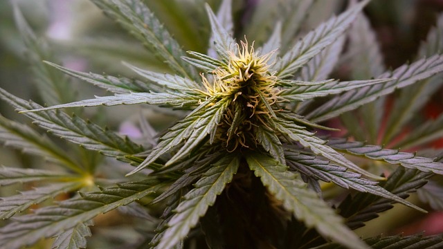 Forage Herbs Safely: A Comprehensive Botanical Guide