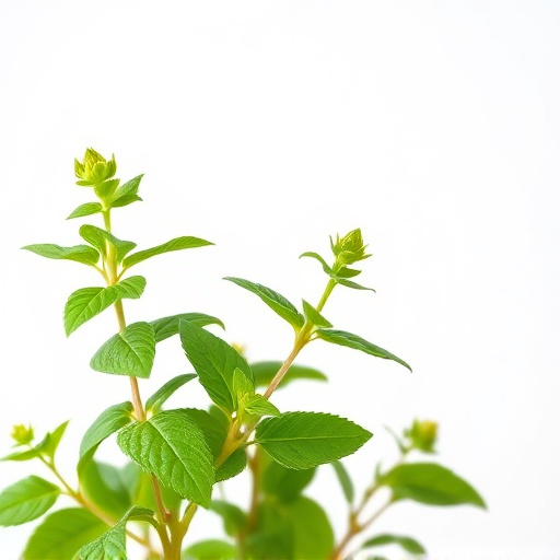 Comprehensive Guide to Lemon Balm Stress Relief: Nature's Calmant