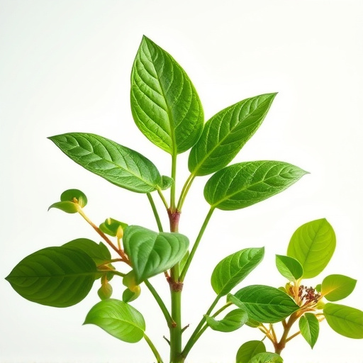 Unveiling Plant Power: Comprehensive Guide to Phytochemicals Explained