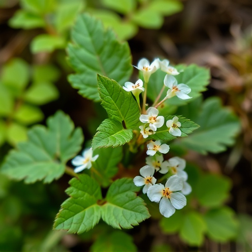 nootropic supplement