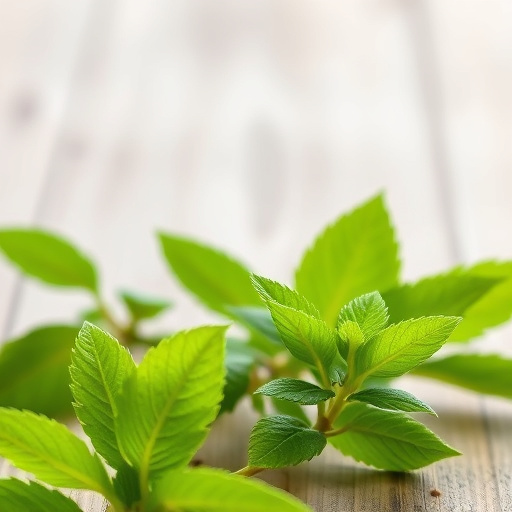 nootropic supplement