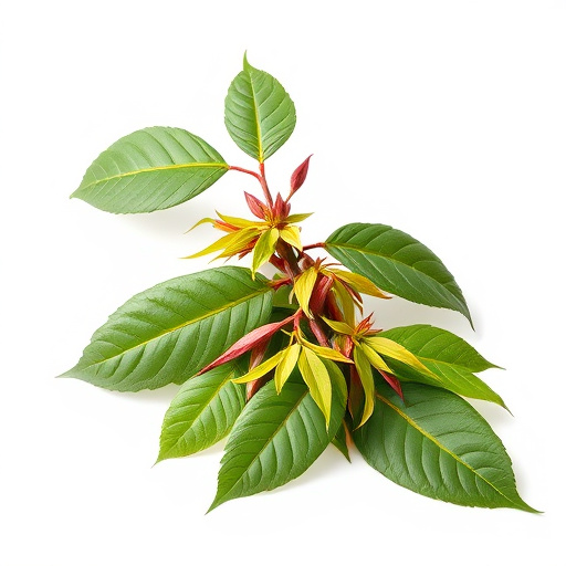 Borneo Kratom Strain: Profile, Benefits, and Expert Insights