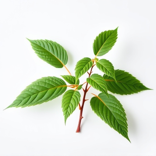 Comprehensive Indo Kratom Strain Review: Benefits and Expert Tips