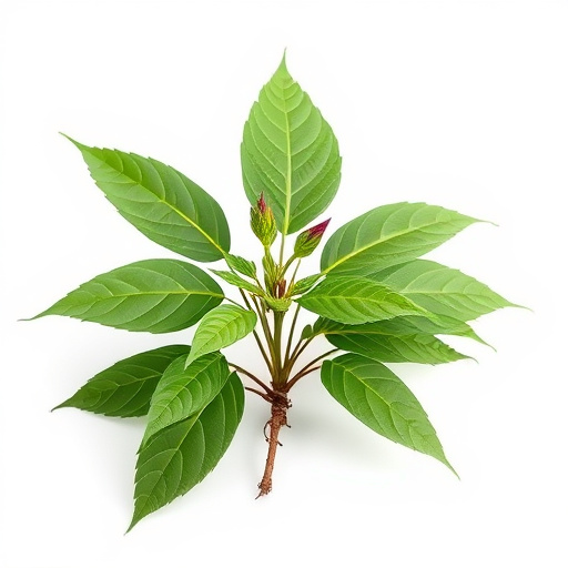 Comprehensive Guide: Malay Kratom Effects, Uses & Expert Insights