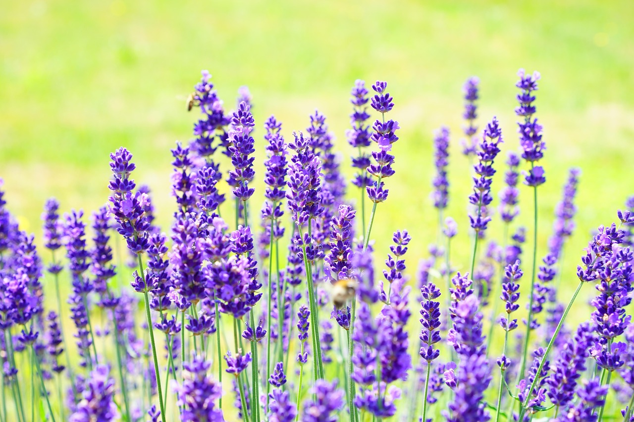 Comprehensive Ayurvedic Herbs Guide: Unlock Natures Healing Power