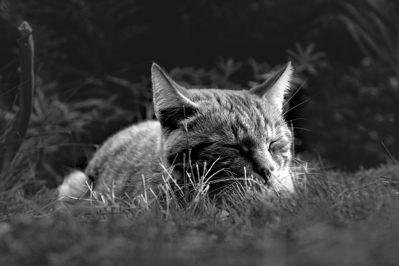 Natural Sleep Aids: Botanical Secrets for Restful Nights