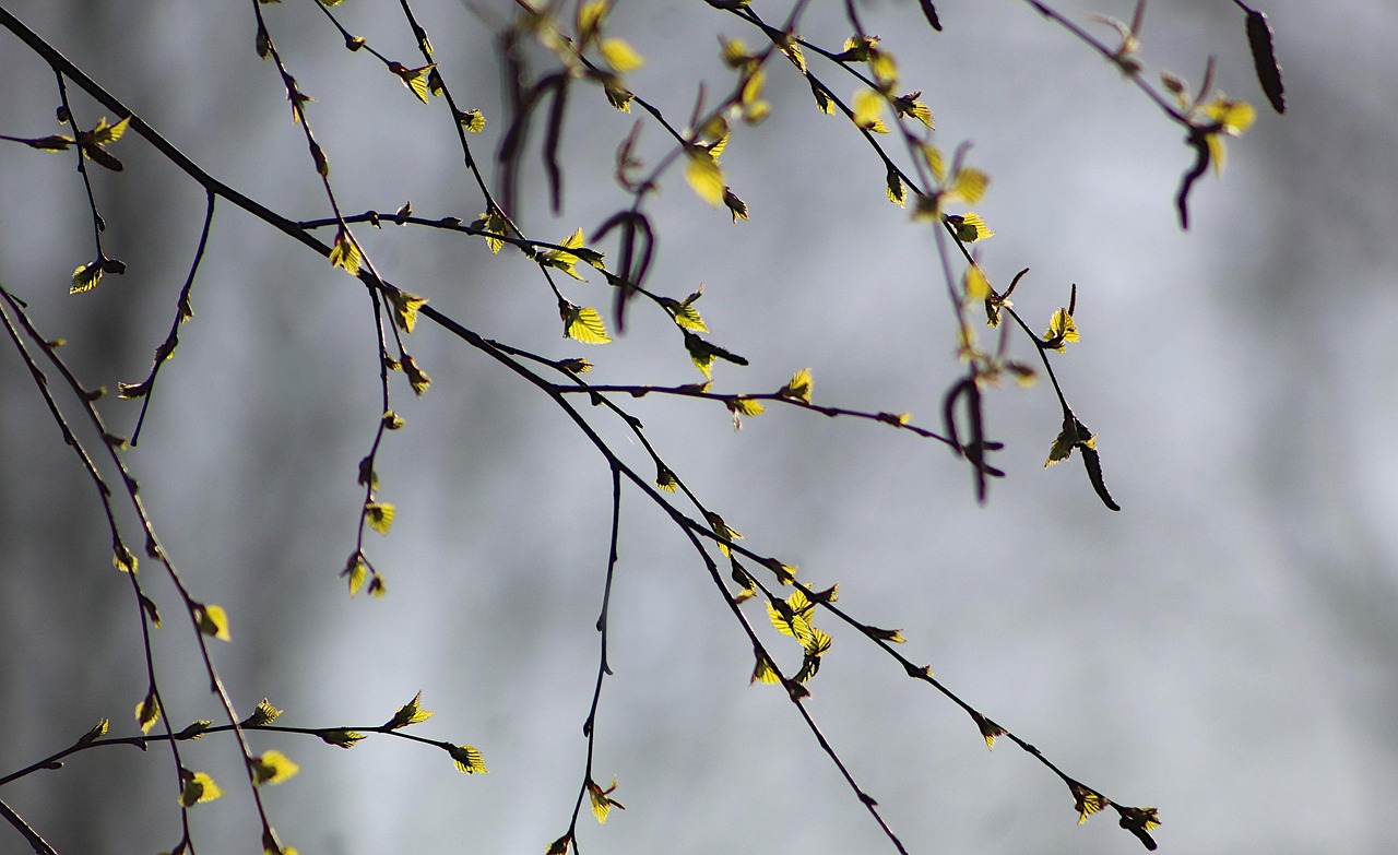 comprehensive-bali-kratom-guide-benefits-640x480-q2tw5y