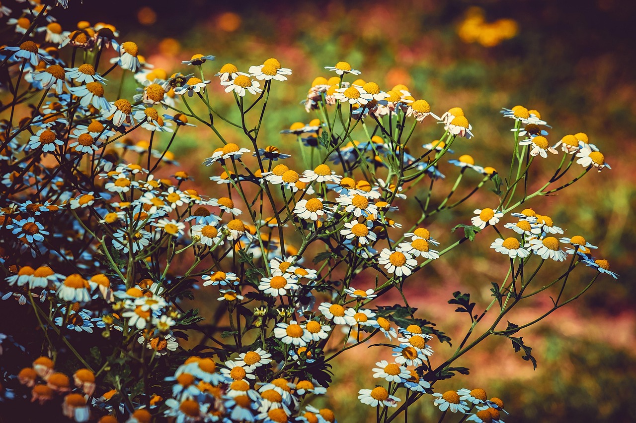 Comprehensive Guide to Herbal Tincture Making: Unlock Botanical Power