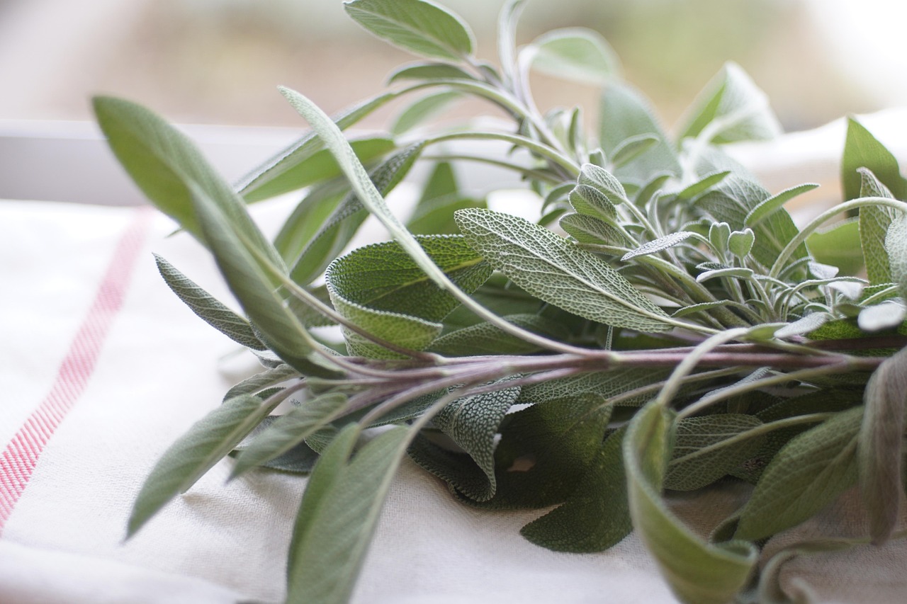 comprehensive-guide-to-mitragyna-specios-640x480-ea9i2e