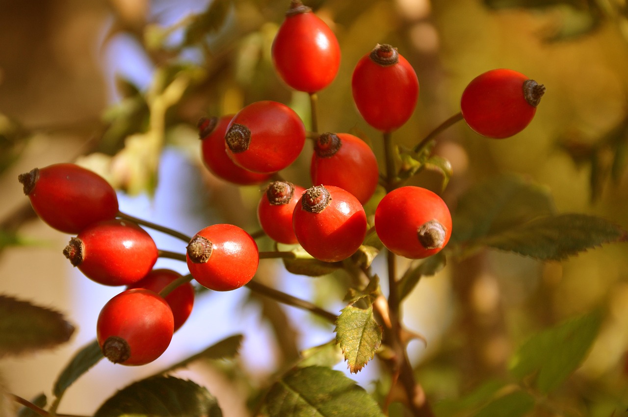 Comprehensive Guide to Mitragyna Speciosa Plant Biology & Kratom Education