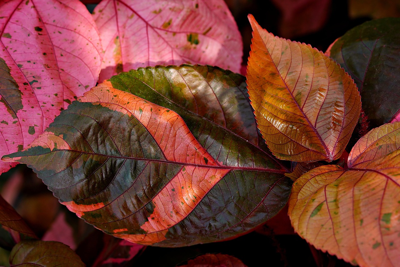 Comprehensive Guide to Sumatra Kratom Profile: Benefits and Expert Tips