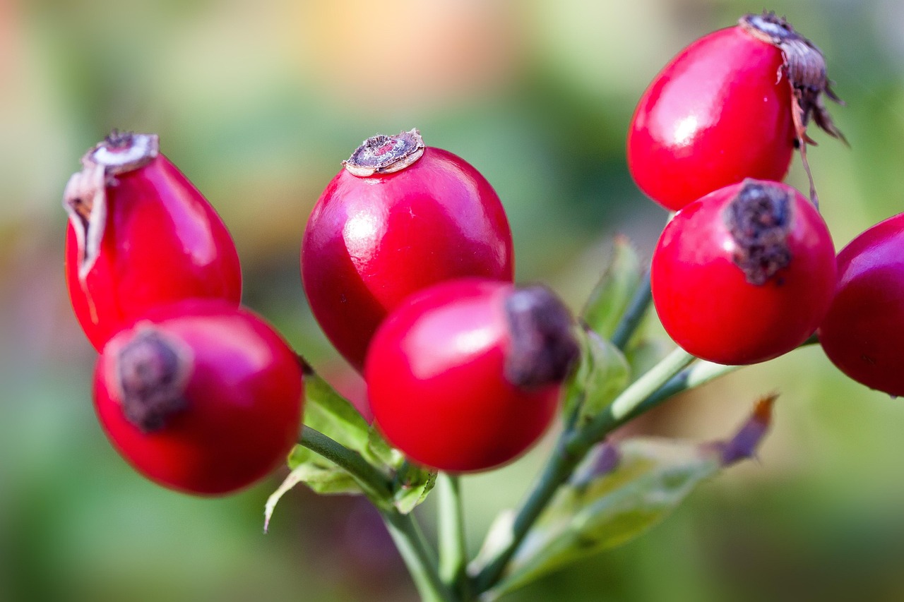 Comprehensive Guide to Tongkat Alis Energizing Herbals Power
