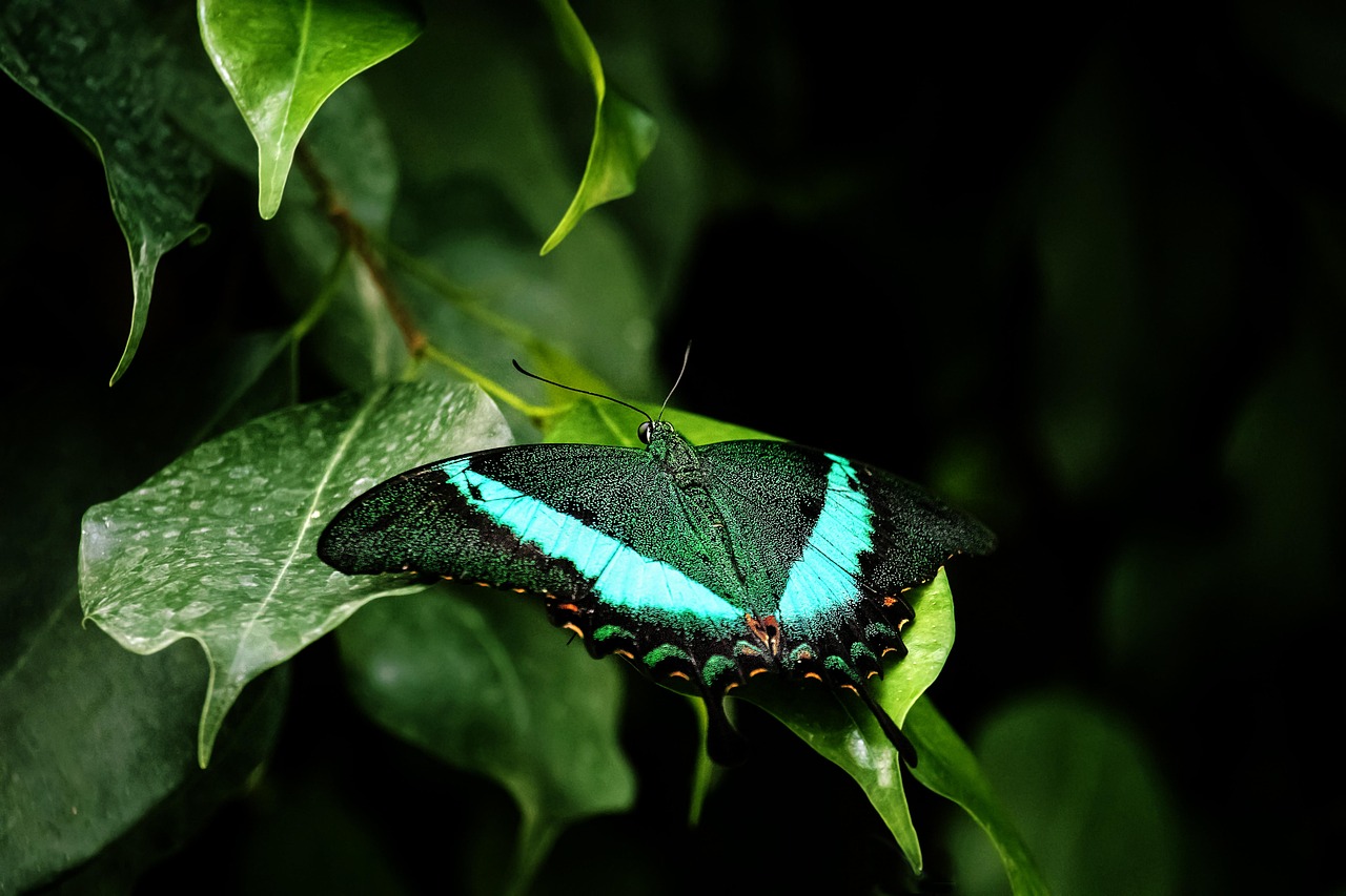 Kratoms Impact: Unlocking Endorphin Potential for Pain Relief