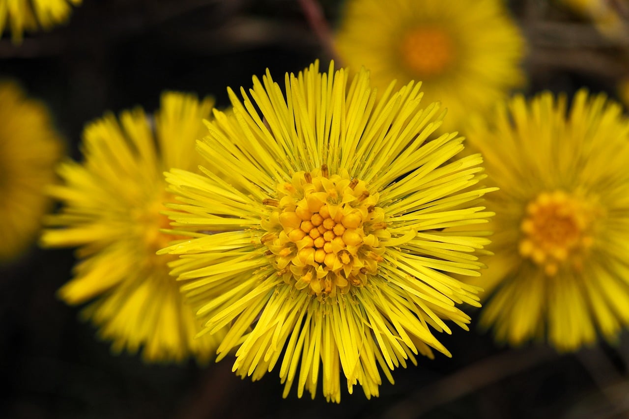 Safe Foraging: Harvesting Herbs with Expert Insights and Ethics