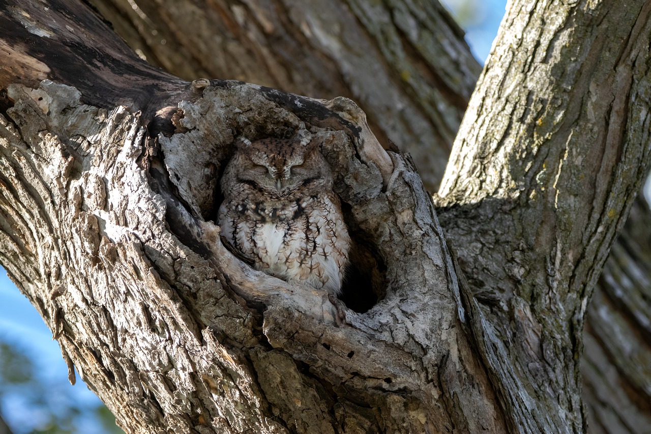 Transform Sleep Quality: Natural Improvement Guide for Well-Rested Living