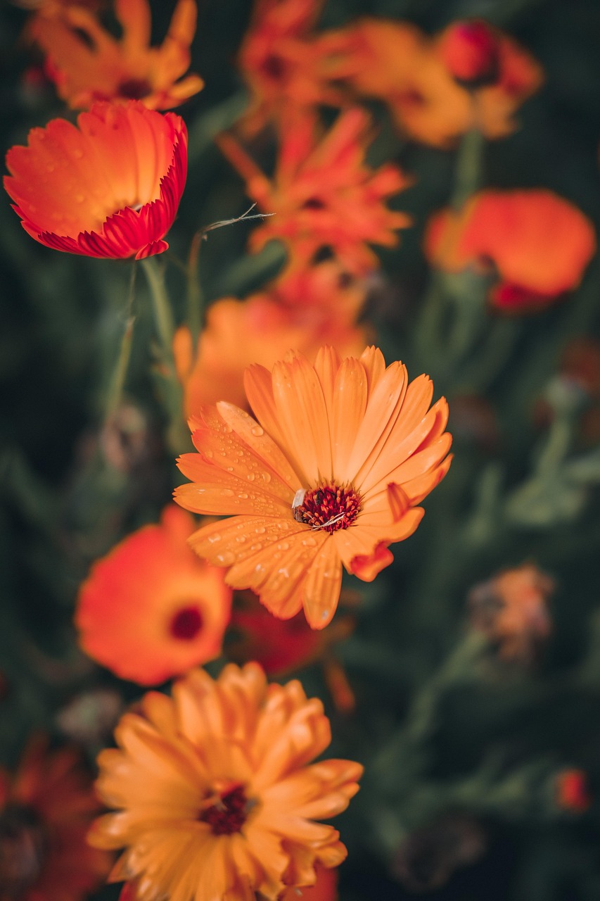 Tropical Medicinal Plants: Unlocking Natures Healing Secrets