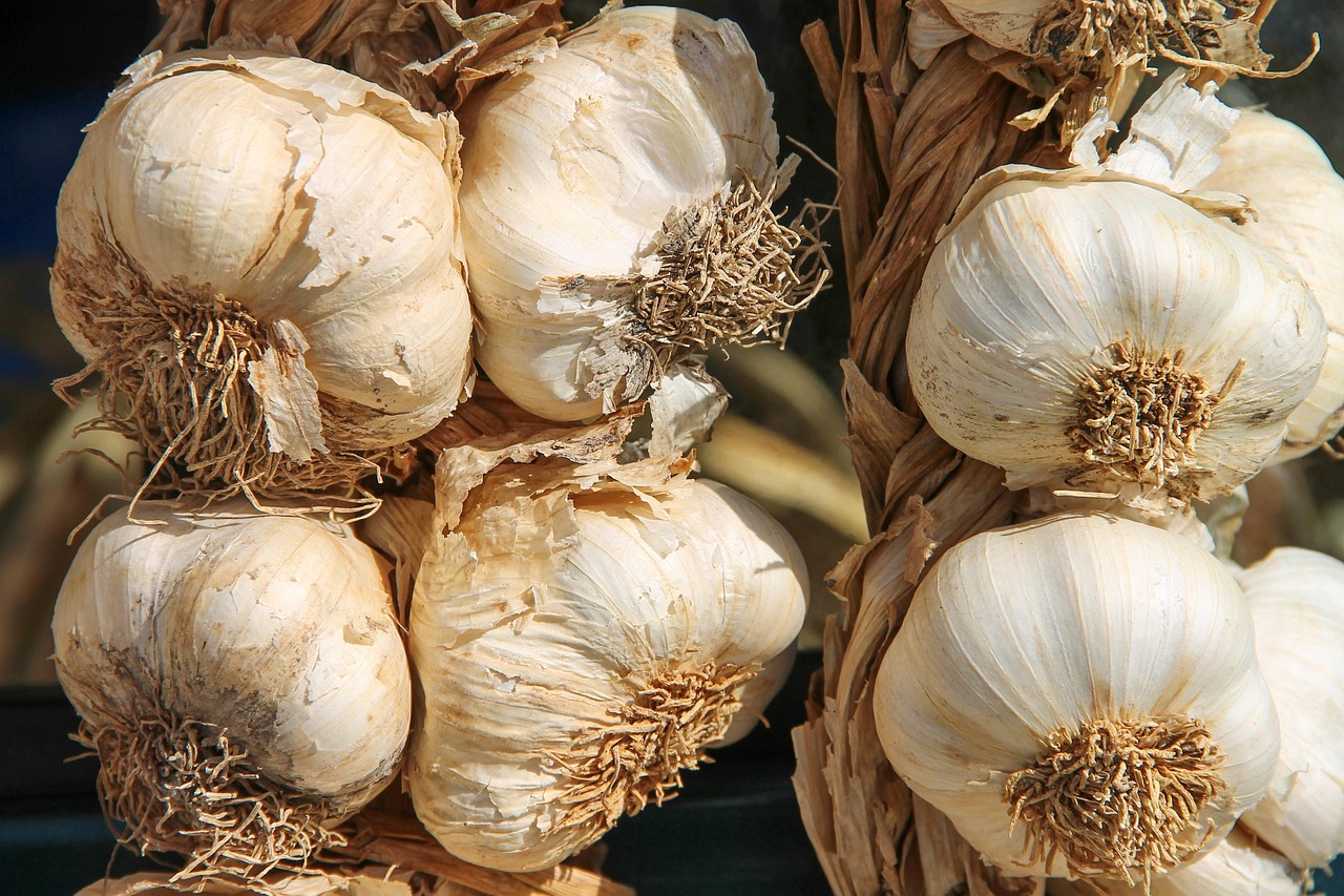 Unleash Brain Potential: Herbs for Neuroplasticitys Power
