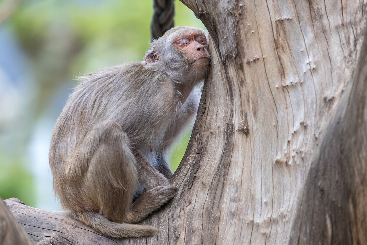 Unleash Restful Sleep: Natural Improvement Techniques for Quality Rest