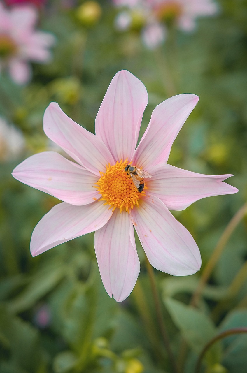 Unlock Herbal Potency: Comprehensive Quality Standards for Safety & Effectiveness