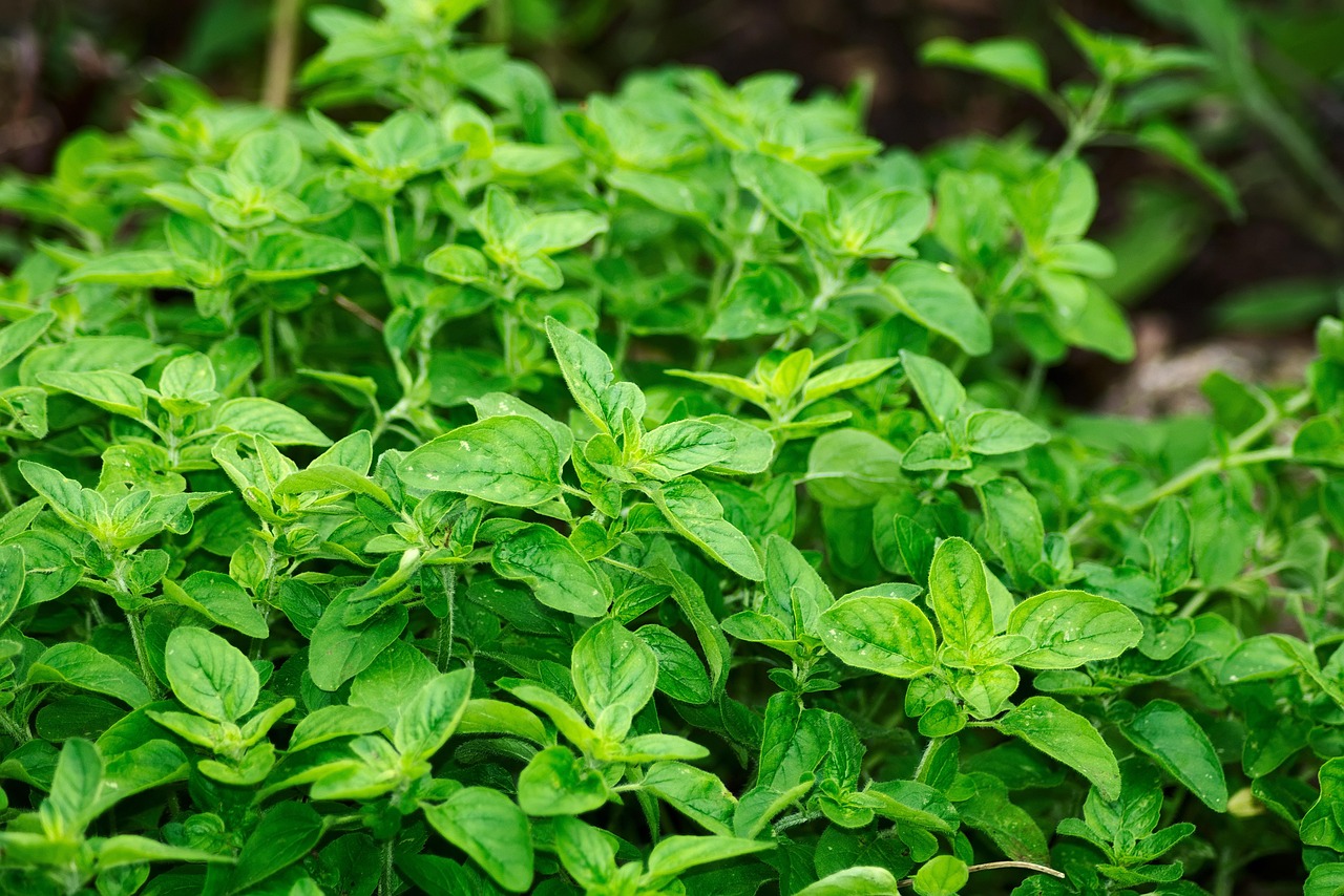 Unveiling Traditional Chinese Herbs: Benefits and Expert Guide